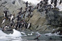 10C Gentoo Penguins Clamber Up The Rocks From The Sea To Cuverville Island On Quark Expeditions Antarctica Cruise